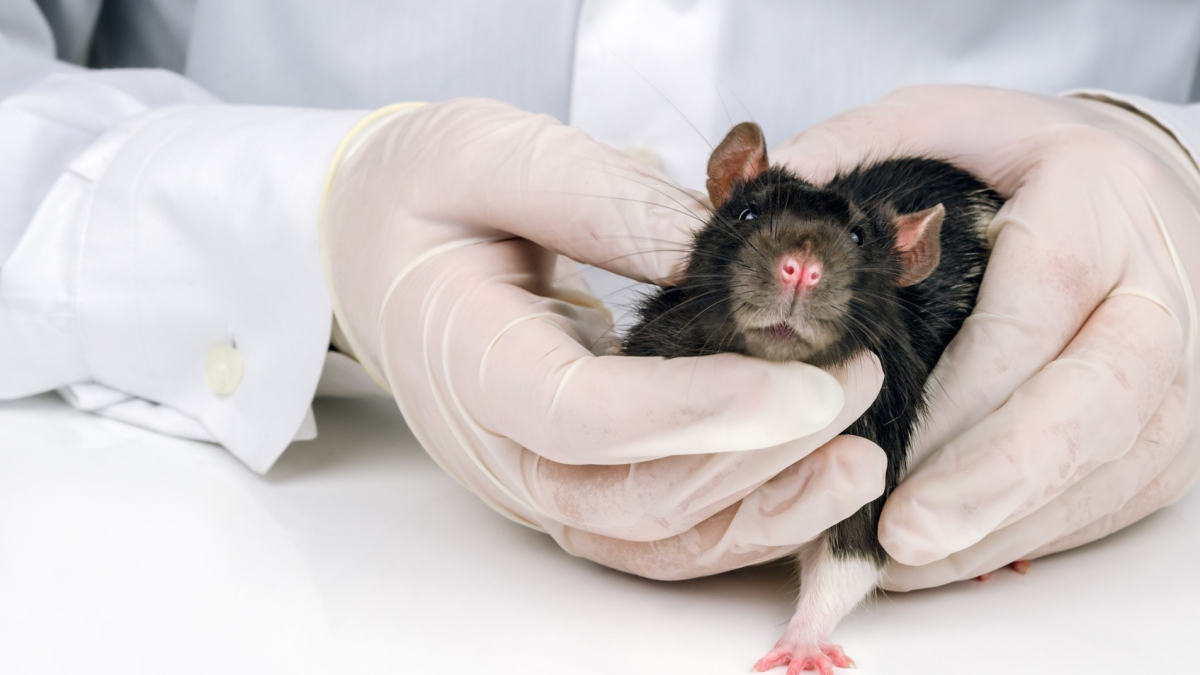 Illustration : "Les maladies courantes chez le rat"