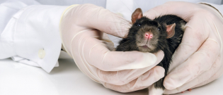 Illustration : "Les maladies courantes chez le rat"