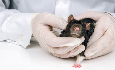 Illustration : "Les maladies courantes chez le rat"