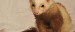 Illustration : "Quel furet choisir ?"