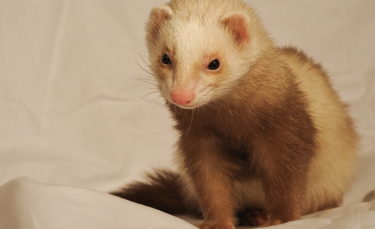 Illustration : "Quel furet choisir ?"