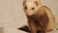 Furet Caractere Sante Alimentation Prix Et Entretien Furet Caractere Sante Alimentation Prix Et Entretien