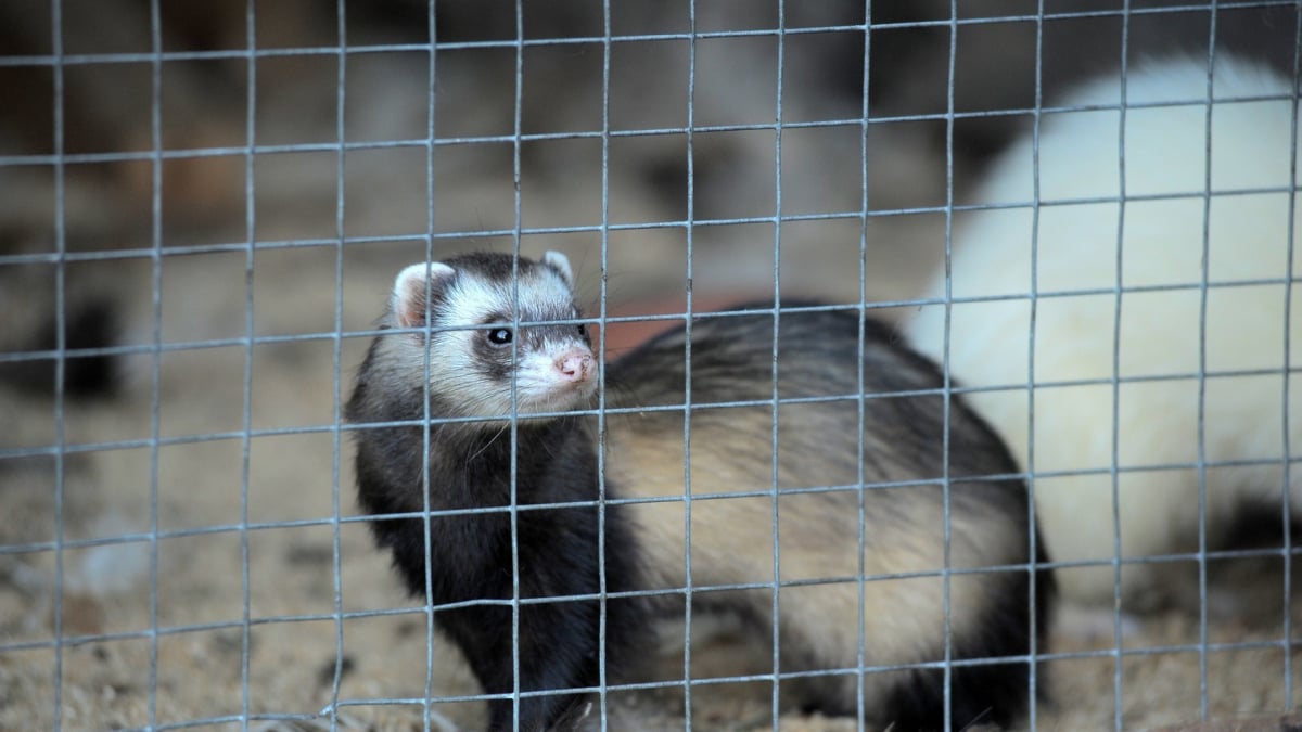 Illustration : "Choisir une cage pour son furet"