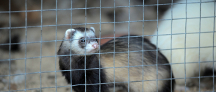 Illustration : "Choisir une cage pour son furet"