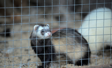 Illustration : "Choisir une cage pour son furet"
