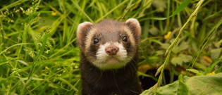 Illustration : "Comment apprivoiser un furet ?"