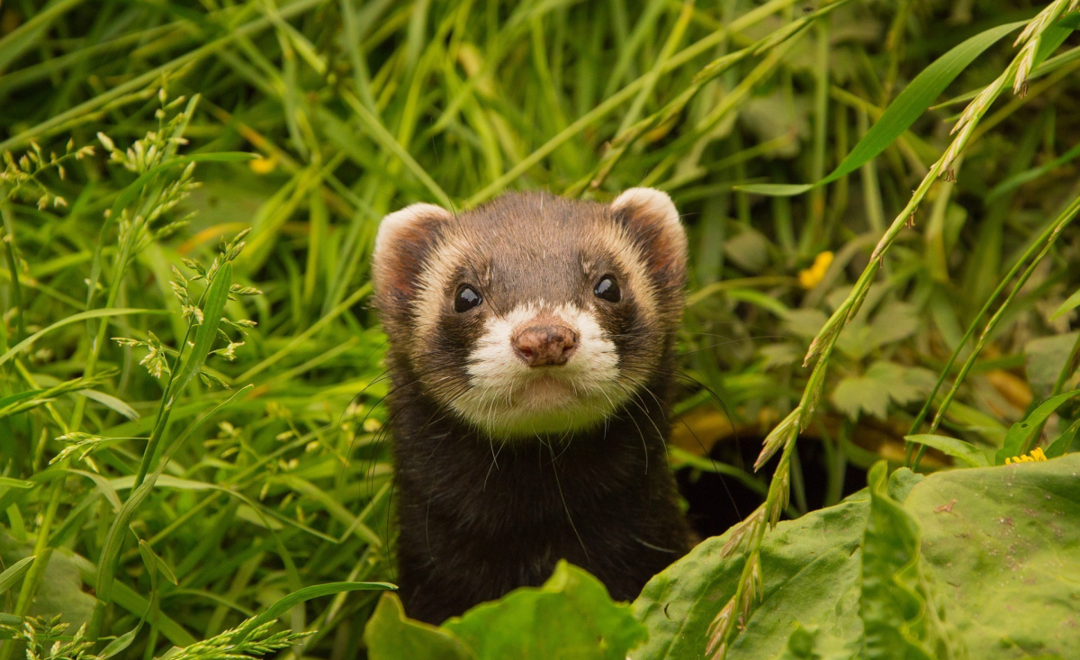 Illustration : "Comment apprivoiser un furet ?"