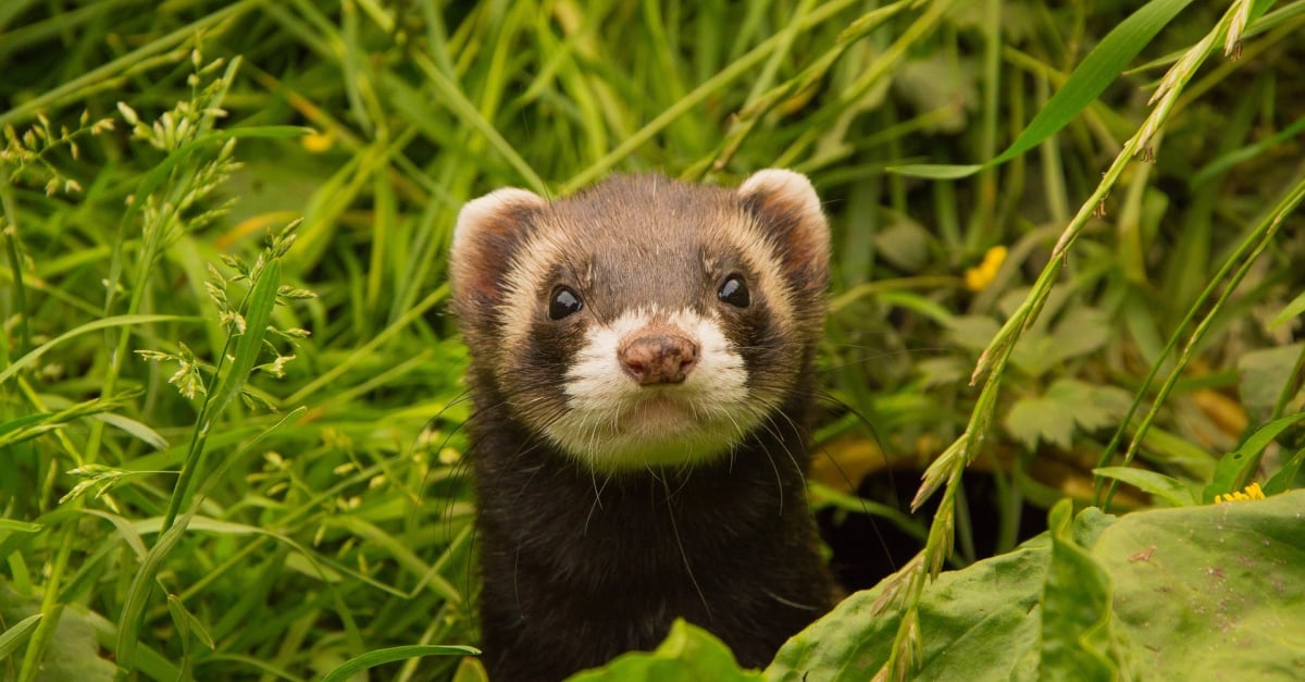 Comment Apprivoiser Un Furet Les Methodes D Education Comment Apprivoiser Un Furet Les Methodes D Education