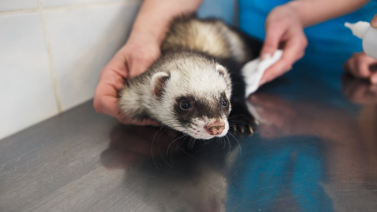 Illustration : "Les maladies courantes chez le furet"