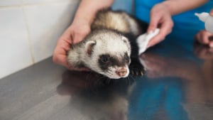 Comment bien nourrir mon furet ? - Clinique L'vet - Vétérinaire à Vern sur  seiche