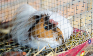 Illustration : "Choisir une cage pour son cochon d’Inde"
