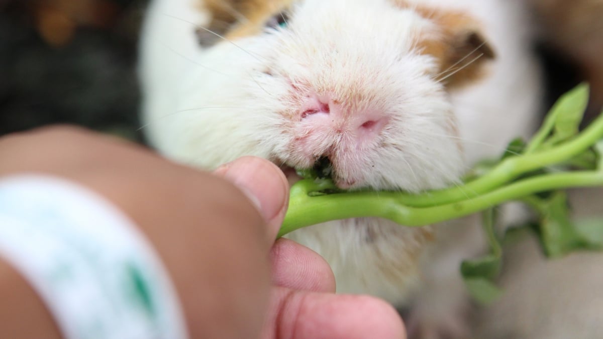 Liste des fruits et légumes pour le cochon d'Inde