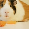 Illustration : Comment apprivoiser un cochon d&rsquo;Inde ?
