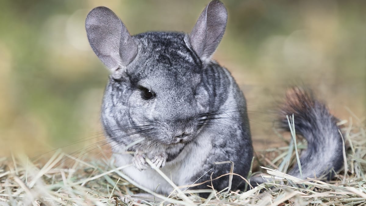 Illustration : "Quel chinchilla choisir ?"