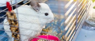 Illustration : "Choisir une cage pour son chinchilla"
