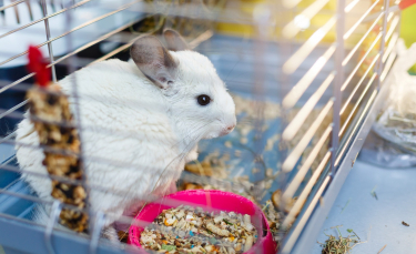 Illustration : "Choisir une cage pour son chinchilla"