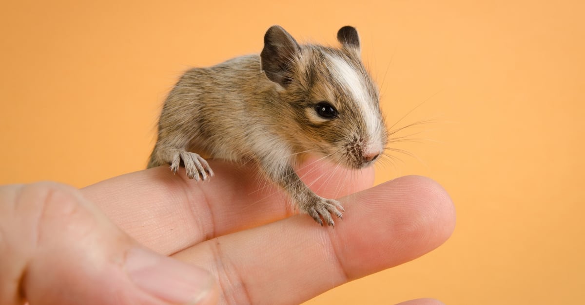 Comment Apprivoiser Son Octodon La Methode