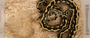 Illustration : "Quel terrarium choisir pour son serpent ?"