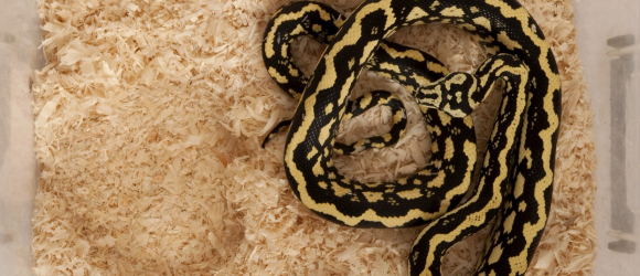 Illustration : "Quel terrarium choisir pour son serpent ?"