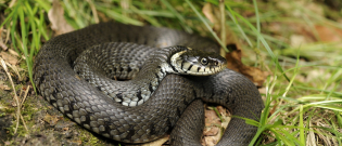 Illustration : "Les maladies courantes chez votre serpent"