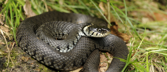 Illustration : "Les maladies courantes chez votre serpent"