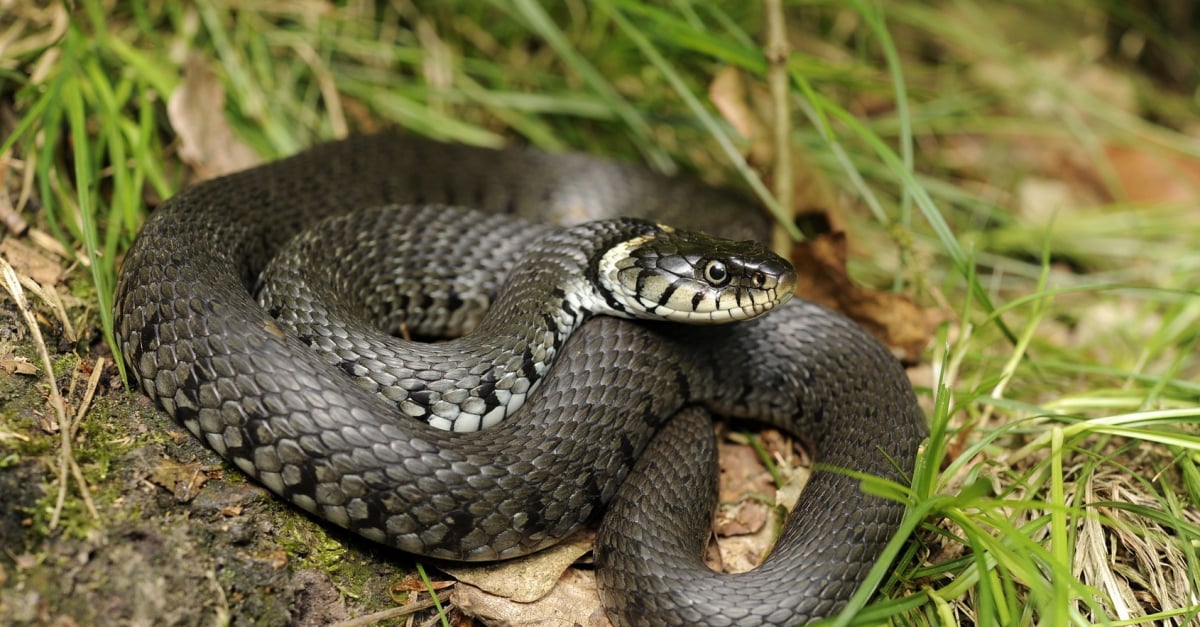 Les Maladies Courantes Du Serpent Symptomes Et Traitements Les Maladies Courantes Du Serpent Symptomes Et Traitements