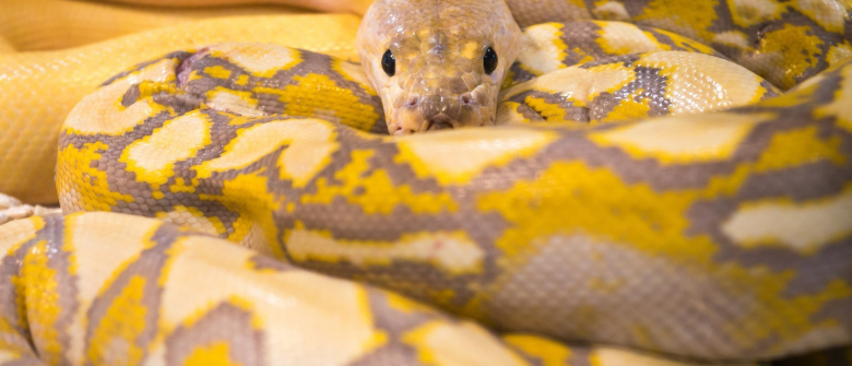 Illustration : "Nourrir un serpent"