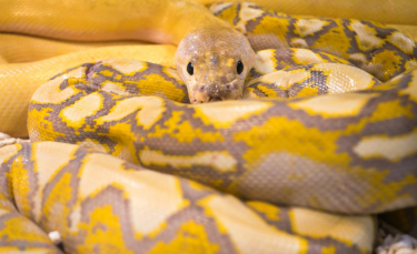 Illustration : "Nourrir un serpent"