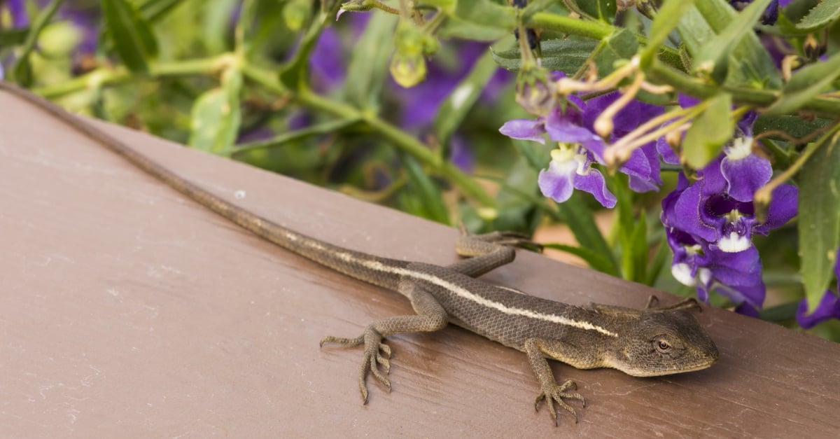 Les Maladies Courantes Du Lezard Symptomes Et Traitements