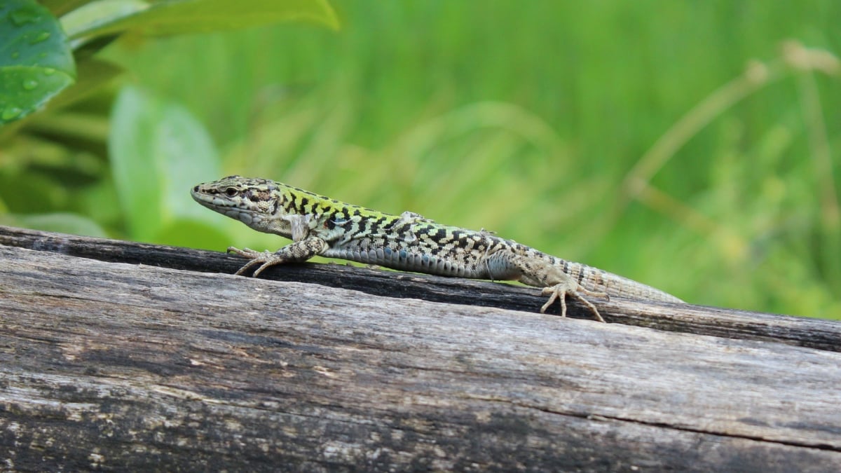 Illustration : "Nourrir un lézard"