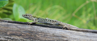 Illustration : "Nourrir un lézard"