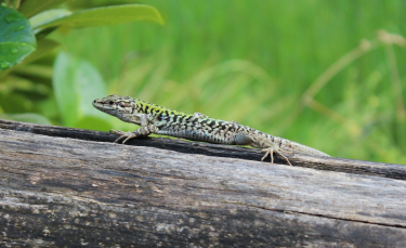 Illustration : "Nourrir un lézard"