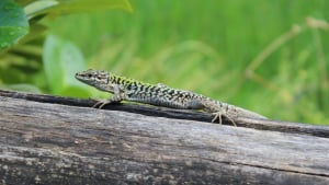 Illustration : Nourrir un lézard