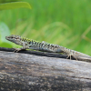 Illustration : Nourrir un lézard