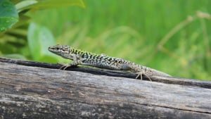 Illustration : Quel lézard choisir ?