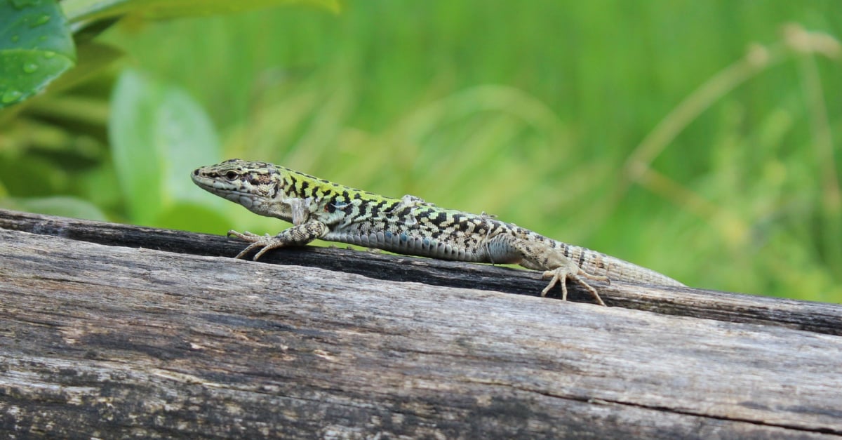 Bien choisir son lézard nos conseils pour l'adoption — free download