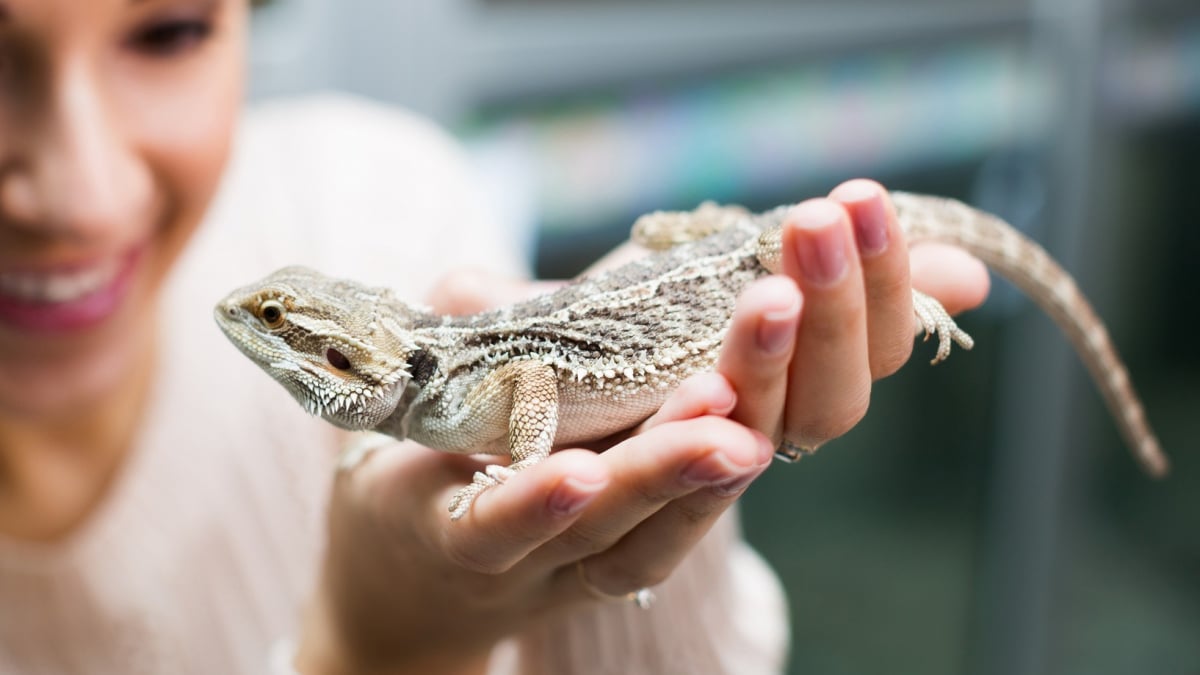 Illustration : "Comment manipuler un lézard ?"