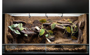 Illustration : "Quel terrarium choisir pour son lézard ?"