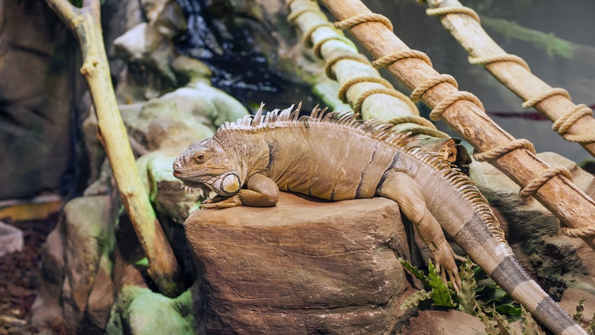 Illustration : "Choisir un terrarium pour votre iguane"