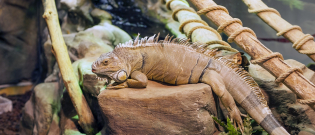 Illustration : "Choisir un terrarium pour votre iguane"