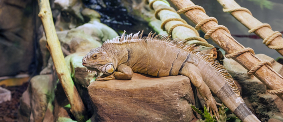 Illustration : "Choisir un terrarium pour votre iguane"
