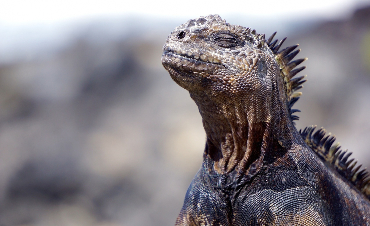 Illustration : "Nourrir un iguane"