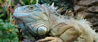 Illustration : "Les maladies courantes de votre iguane"