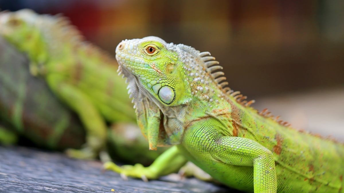 Illustration : "Quel iguane choisir ? "