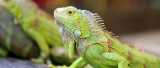 Illustration : "Quel iguane choisir ? "