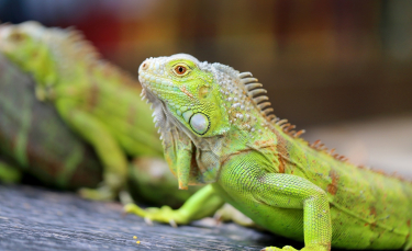 Illustration : "Quel iguane choisir ? "