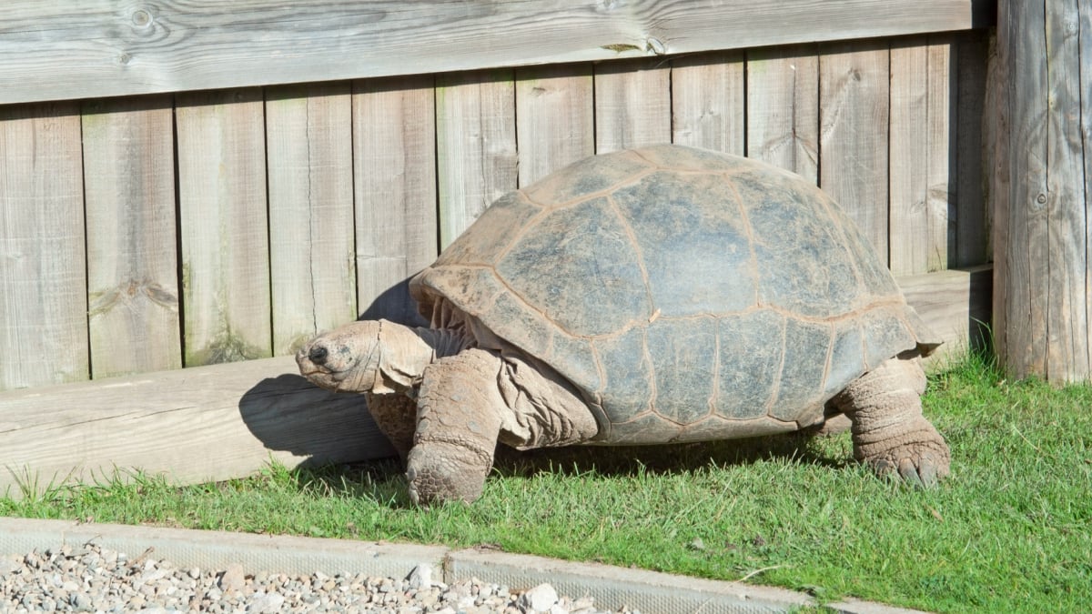 Illustration : "Quel enclos ou terrarium choisir pour sa tortue terrestre ? "