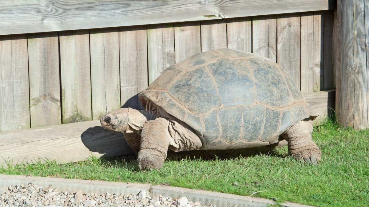 Comment choisir le bon terrarium ou enclos pour une tortue terrestre ?