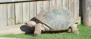 Illustration : "Quel enclos ou terrarium choisir pour sa tortue terrestre ? "