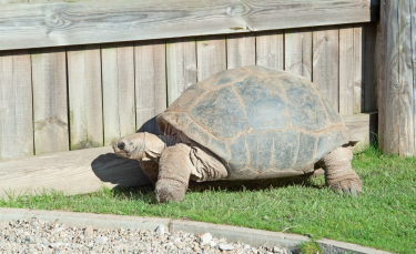 Illustration : "Quel enclos ou terrarium choisir pour sa tortue terrestre ? "